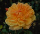 Goldtopas ® rose photo