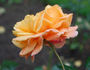 Goldtopas ® rose photo