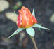 Goldtopas ® rose photo