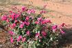 Beauty of Glenhurst rose photo