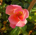 My Wild Irish Rose rose photo