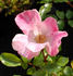 My Wild Irish Rose rose photo