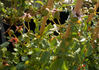 My Wild Irish Rose rose photo