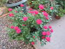 Aristocrat ™ rose photo