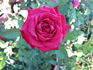 Chattooga ™ rose photo