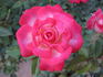 Hilde ™ rose photo