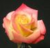Eternal Flame rose photo
