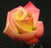 Eternal Flame rose photo
