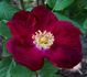 Rugspin rose photo