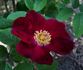Rugspin rose photo