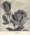 Padre rose photo