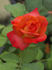Freude ® rose photo