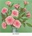 Bo-Peep rose photo