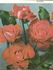 Banzai rose photo