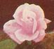 Countess of Shaftesbury rose photo
