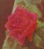 Dr. O'Donel Browne rose photo