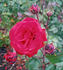 Marlena rose photo