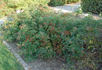 Robe Fleurie rose photo
