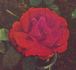 Abel Carrière rose photo