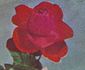 Avoca rose photo