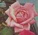 Johanna Sebus rose photo