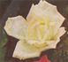 Mrs. Andrew Carnegie rose photo