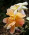 Lady Forteviot rose photo