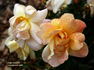 Lady Forteviot rose photo