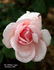 Mrs. William C. Egan rose photo