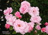 Pink Bountiful rose photo