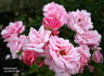 Pink Bountiful rose photo