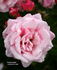 Pink Bountiful rose photo