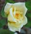Aberlady™ rose photo