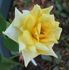 Aberlady™ rose photo