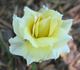 Aberlady™ rose photo