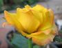 Kismet ™ rose photo