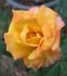 Kismet ™ rose photo