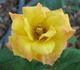 Kismet ™ rose photo