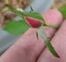 Hurricane rose photo