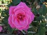 Ballet ® rose photo