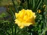 Sun King rose photo