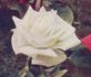 Muriel Wilson rose photo