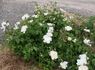 65 Roses rose photo
