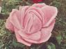Coronation rose photo