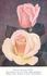 Barbara Richards rose photo
