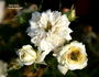 Arctic Snow ™ rose photo