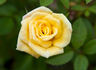 Bit o' Sunshine rose photo