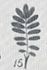 R. sericea chrysocarpa rose photo