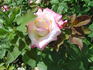 Apache rose photo
