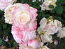 Andrea Jane rose photo